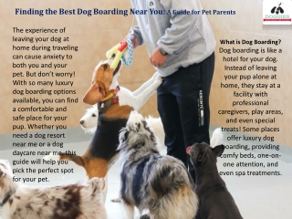 Finding the Best Dog Boarding Near You - A Guide for Pet Parents
