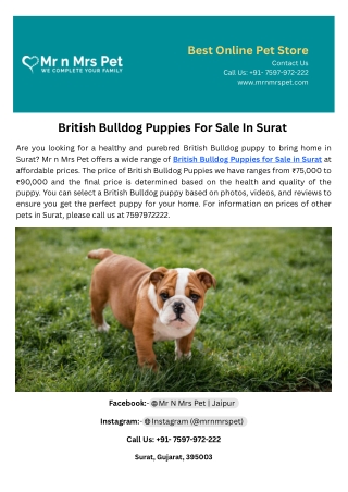 British Bulldog Puppies For Sale In Surat