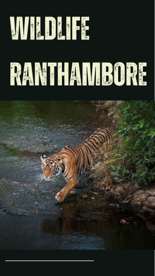 Wildlife Ranthambore