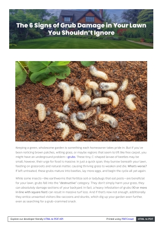 The 6 Signs of Grub Damage in Your Lawn You Shouldn’t Ignore