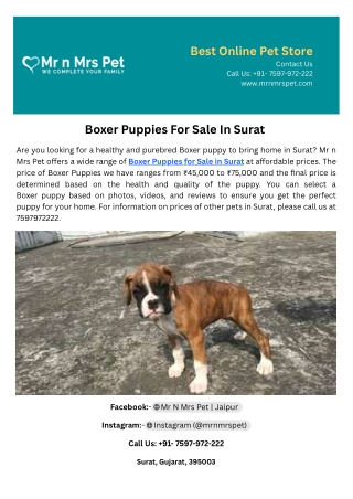 Boxer Puppies For Sale In Surat