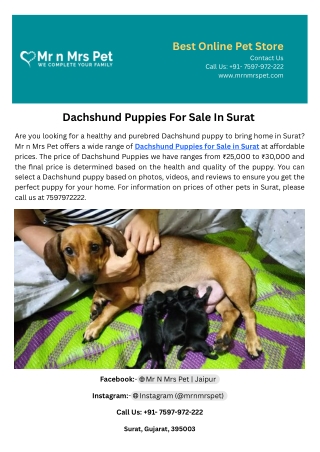 Dachshund Puppies For Sale In Surat