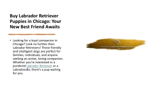 Buy Labrador Retriever Puppies in Chicago