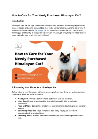 How to Care for Your Newly Purchased Himalayan Cat?