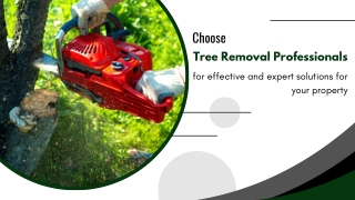 Trusted Experts in Tree Care and Removal