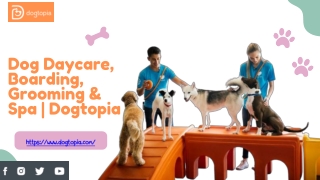 Premium Dog Boarding Facilities – Safe & Fun Stays  Dogtopia
