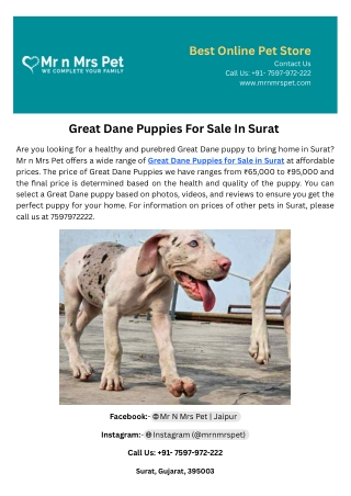 Great Dane Puppies For Sale In Surat
