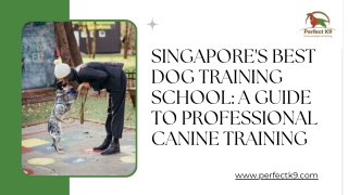 Singapore's Best Dog Training School A Guide to Professional Canine Training