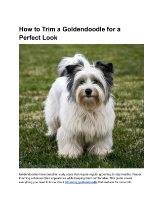 How to Trim a Goldendoodle for a Perfect Look