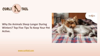 Top Tips to Keep Your Pet Active with Winter Clothes | Curlitail
