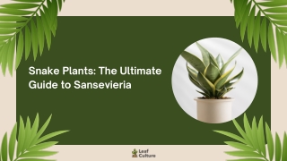 Snake Plants The Ultimate Guide to Sansevieria