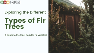 Best Fir Trees for Cold Climates and High Elevations