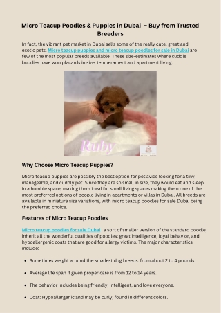 Micro Teacup Poodles & Puppies in Dubai  – Buy from Trusted Breeders