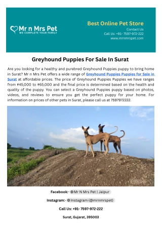 Greyhound Puppies For Sale In Surat