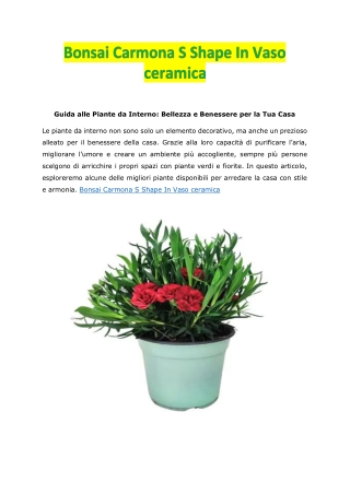 Bonsai Carmona S Shape In Vaso ceramica