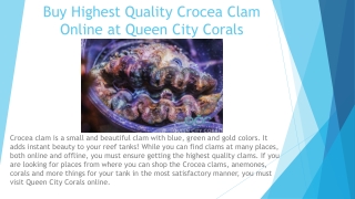 Buy Highest Quality Crocea Clam Online