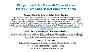 Platycerium Felce Corna di Cervo Altezza Pianta 70 cm Vaso Basket Diametro 22 cm