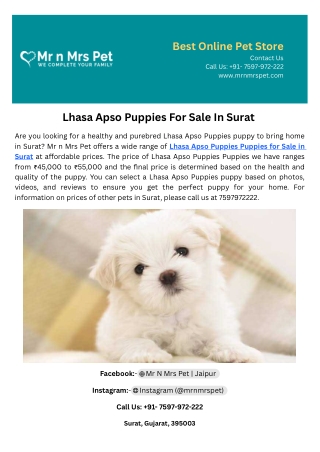 Lhasa Apso Puppies For Sale In Surat