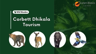 Explore the Wild | Best Jim Corbett Wildlife Safari Package