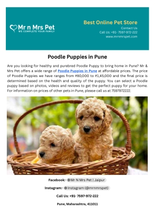 Poodle Puppies in Pune