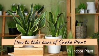 howtotakecareofsnakeplant2-250312044352-2ee8f947
