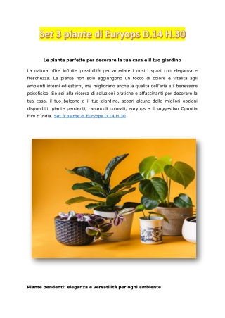 Set 3 piante di Euryops D.14 H.30