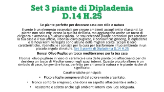 Set 3 piante di Dipladenia D.14 H.25