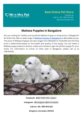 Maltese Puppies in Bangalore