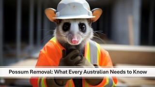 1800Possums Presentations