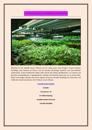 Cannabis Clones kaufen