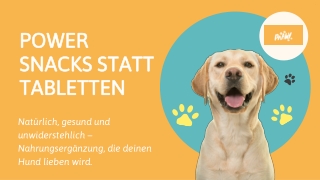 Power Snacks statt Tabletten – Natürliche Nahrungsergänzung für Hunde mit Genuss