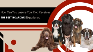 Get Trusted Care for Your Furry Friend