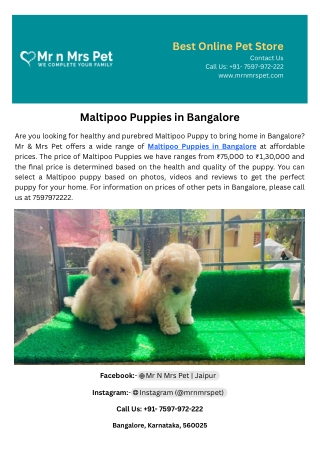 Maltipoo Puppies in Bangalore