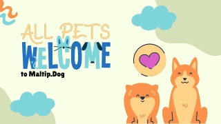 Maltipoo Dog – Your Ultimate Guide to Maltipoos