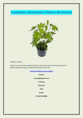 Cannabis Stecklinge online bestellen