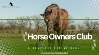 Horse Owners Club - A Complete Equine Blog