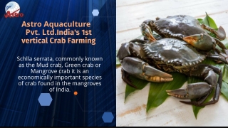 Mud crab farming