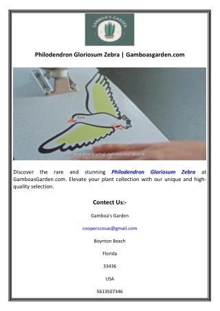 Philodendron Gloriosum Zebra  Gamboasgarden.com