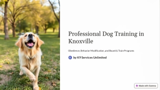 Professional-Dog-Training-in-Knoxville