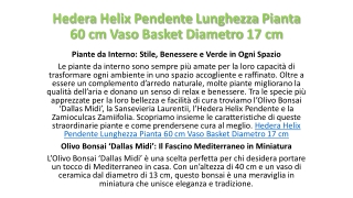 Hedera Helix Pendente Lunghezza Pianta 60 cm Vaso Basket Diametro 17 cm