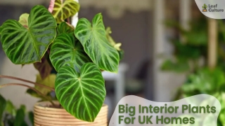 Big Interior Plants For UK Homes