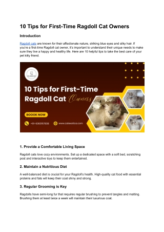 10 Tips for First-Time Ragdoll Cat Owners