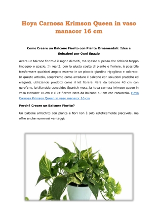 Hoya Carnosa Krimson Queen in vaso manacor 16 cm