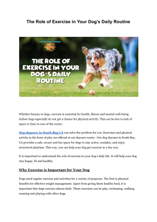 The Role of Exercise in Your Dog’s Daily Routine