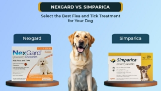 Nexgard vs. Simparica- Selecting the Right Treatment for Your Dog