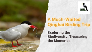 A Much-Waited Qinghai Birding Trip