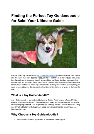 The Ultimate Guide to Toy Goldendoodle Puppies: Everything You Need to Know
