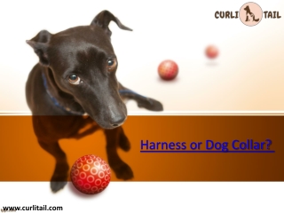 Dog Harness or Dog Collar
