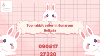 Top rabbit seller in Sonarpur Kolkata