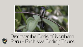 Discover the Birds of Northern Peru – Exclusive Birding Tours